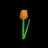 Orange Tulip